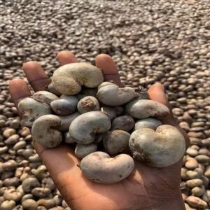 Cashew Nuts - 1kg